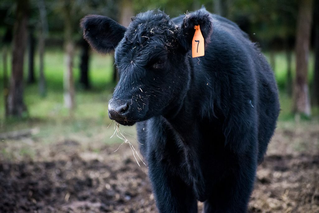 Black Angus Cow