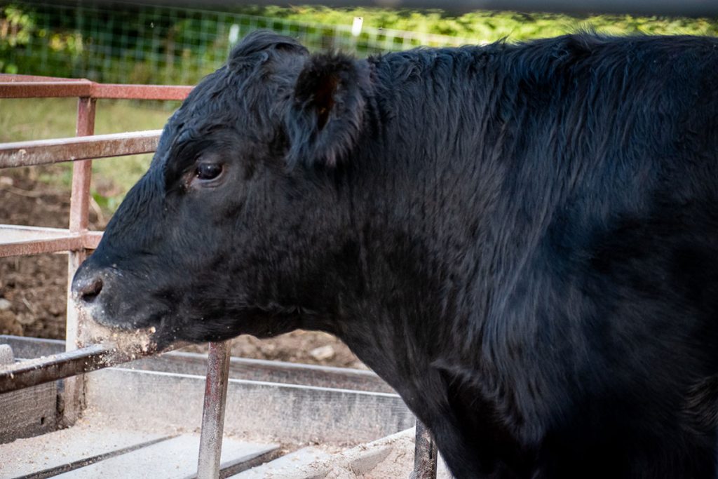 Angus Cow