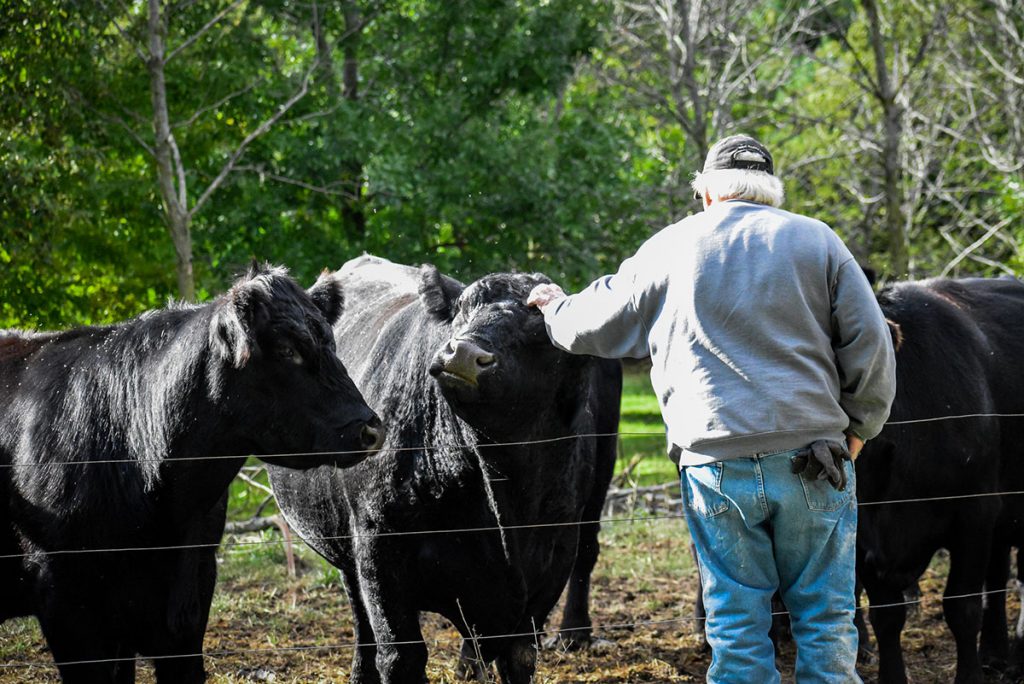 Cows,Black Angus