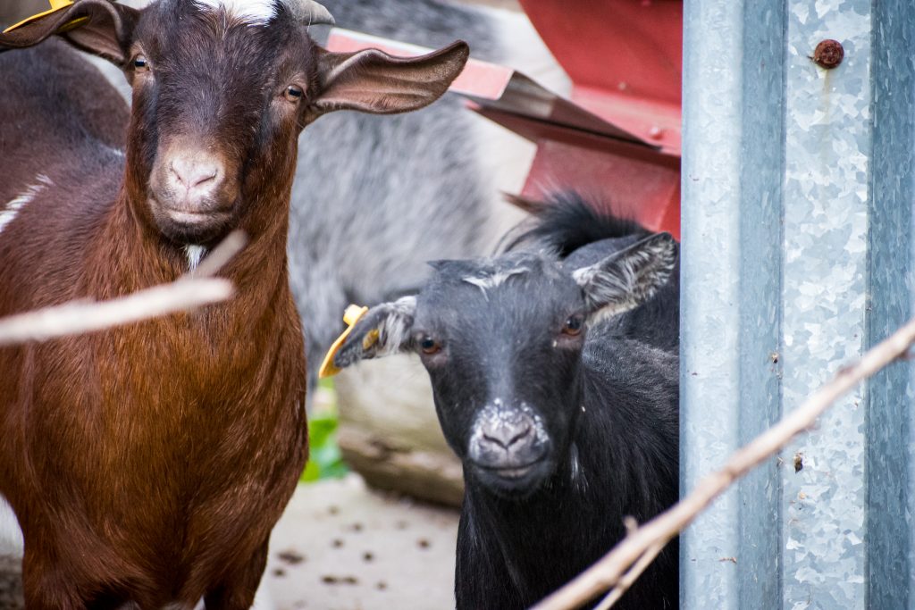 Goats
