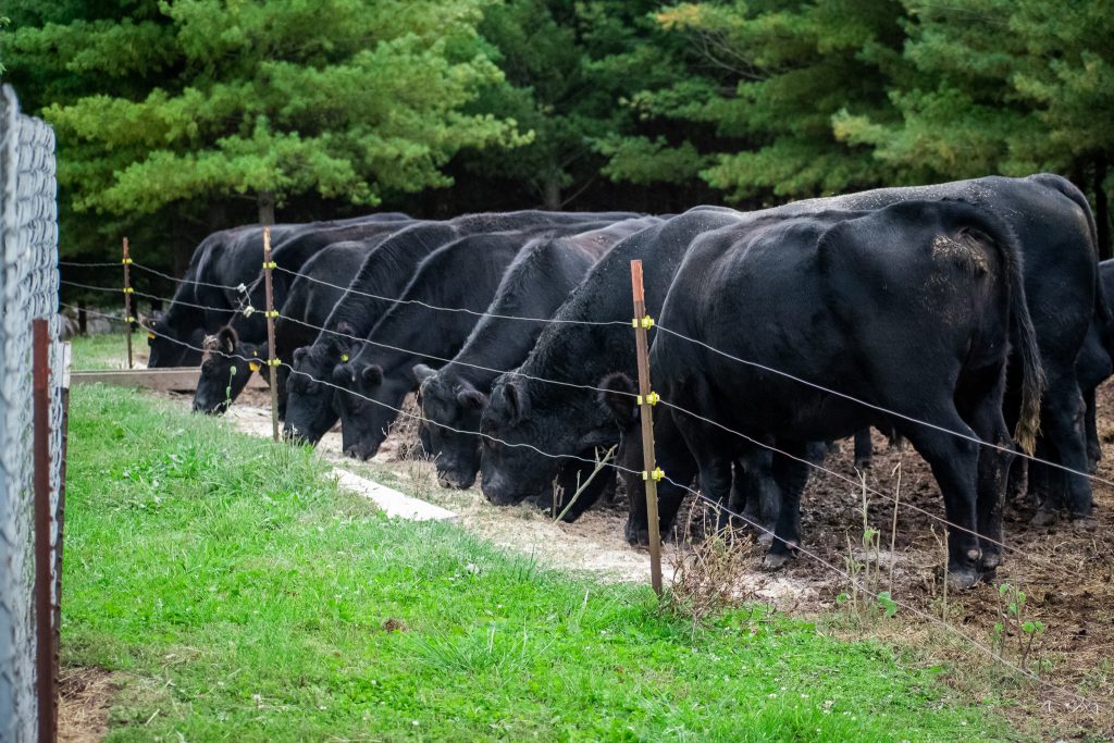 Black Angus Cattle