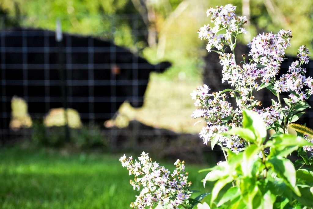 Black Aagus Cattle Flower forefront