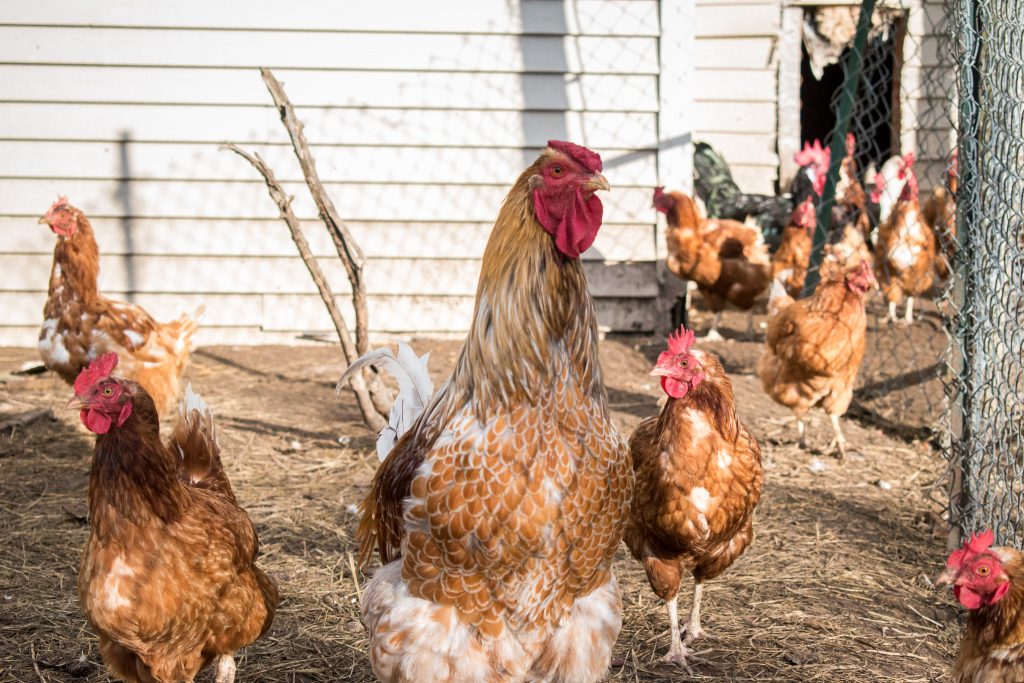 Henhouse, Free Range, Chickens