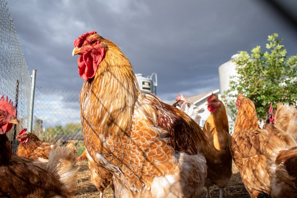 Farm Raised Chicken