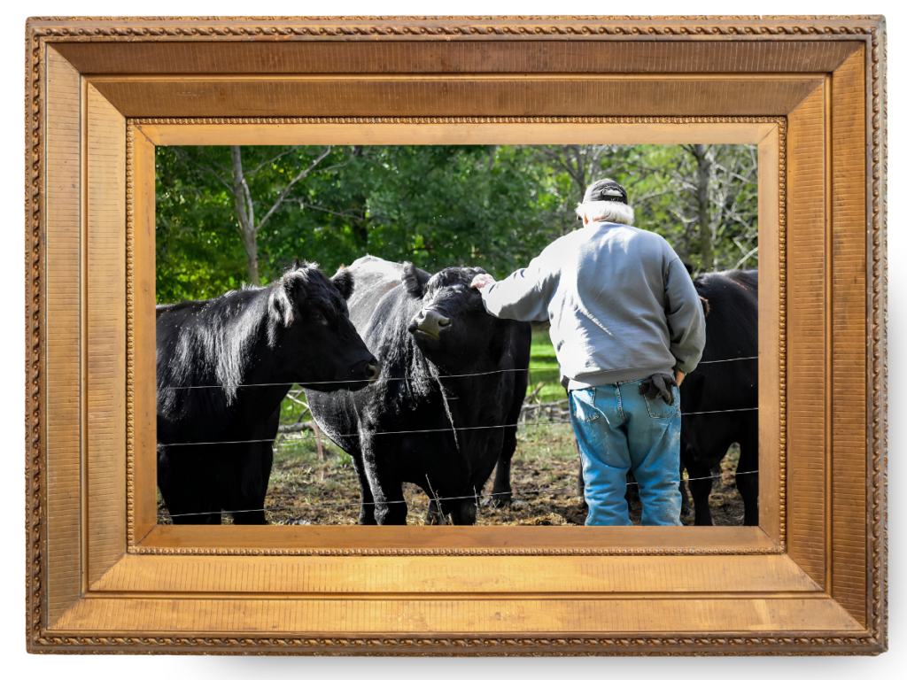Al petting the cows while out feeding