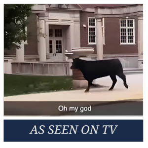 cow loose on university of illinois campus